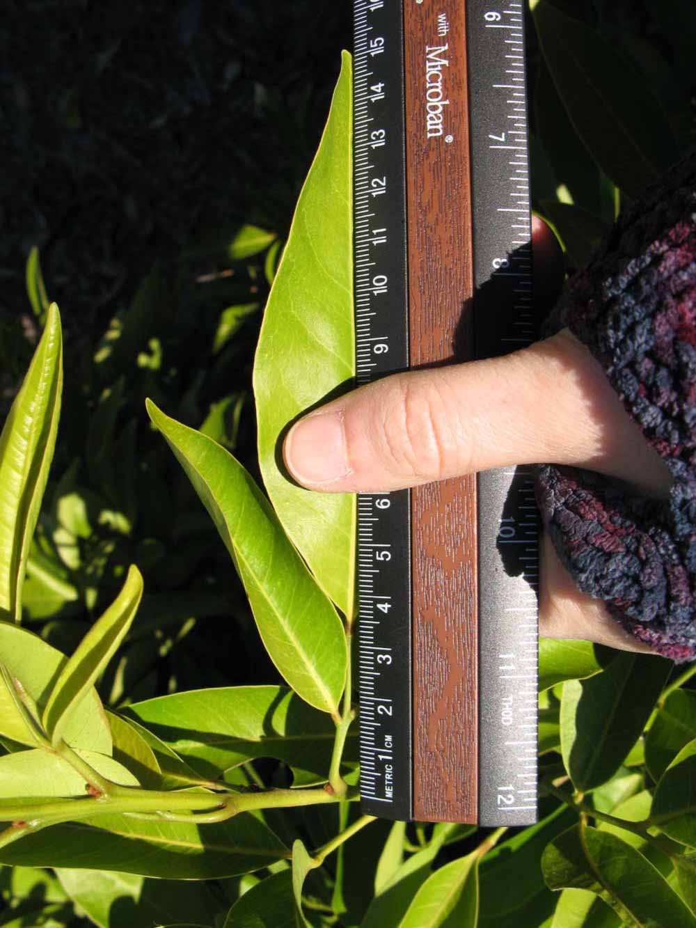            Leaflet (Winter Haven, FL)   